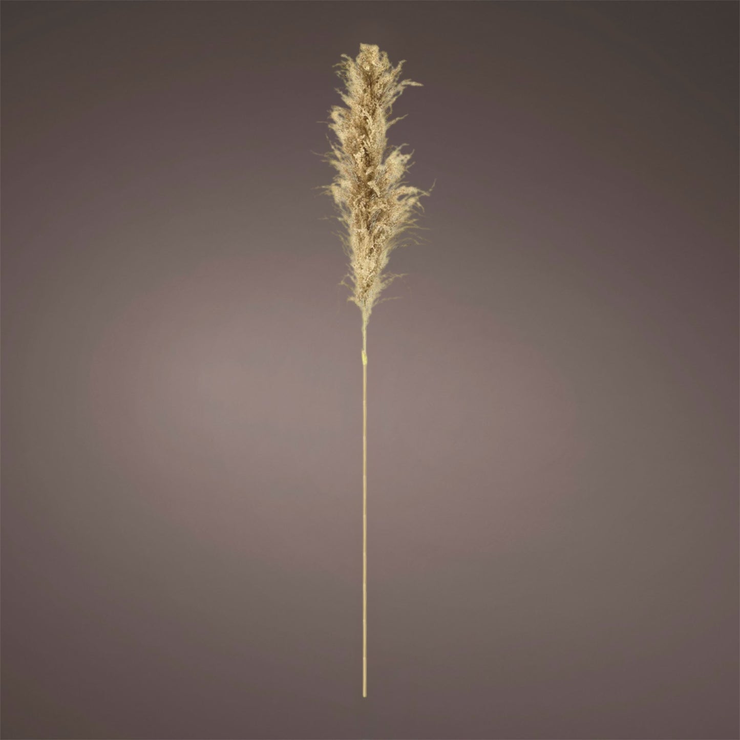 Pampasgras 120cm