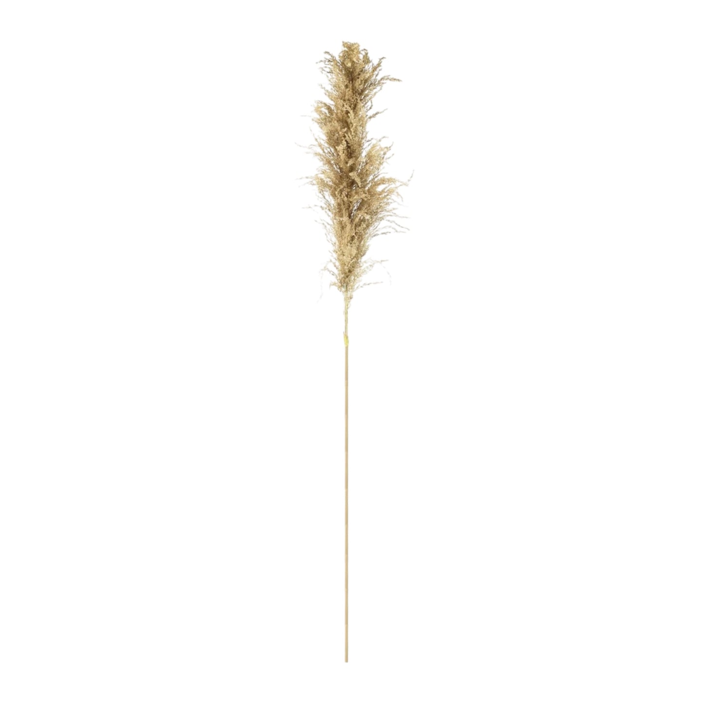 Pampasgras 120cm