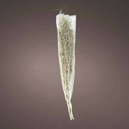 HBX - Bündel getrocknetes Chili-Gras weiß 85-95 cm