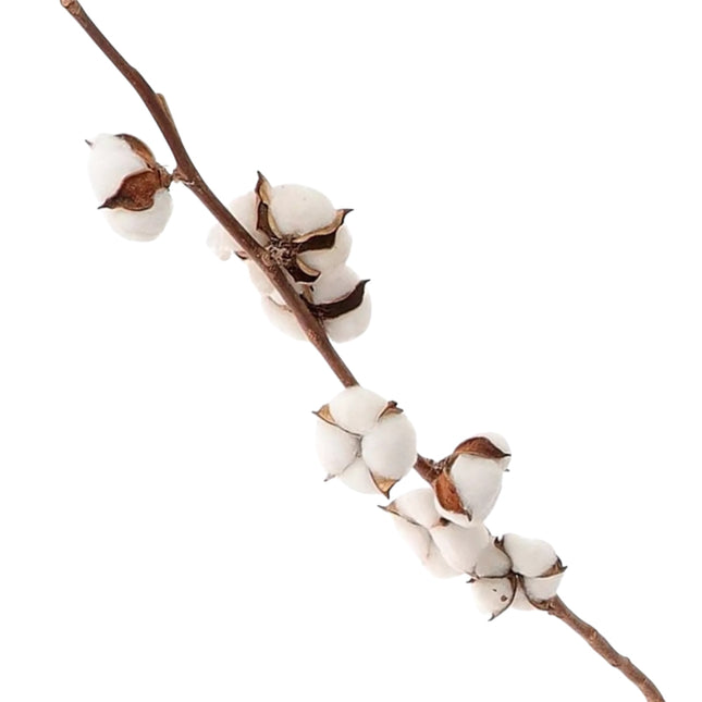 HBX - Baumwollblüten Zweig natural 87cm
