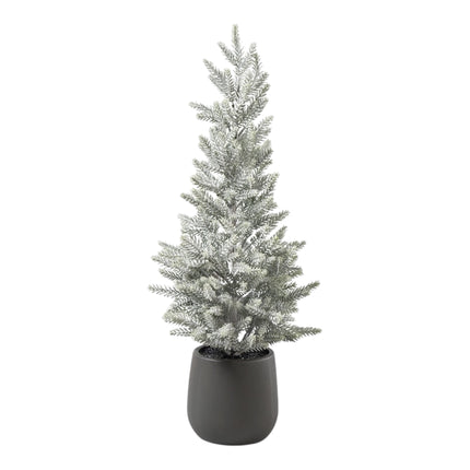 Florissima - Tannenbaum im Topf "Frost" 56cm
