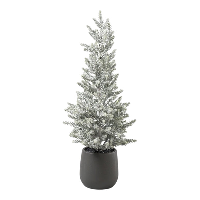 Florissima - Tannenbaum im Topf "Frost" 56cm