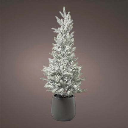 Florissima - Tannenbaum im Topf "Frost" 56cm