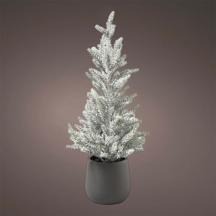 Florissima - Tannenbaum im Topf "Frost" 43cm