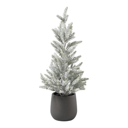 Florissima - Tannenbaum im Topf "Frost" 43cm