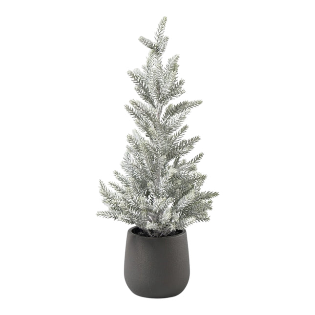 Florissima - Tannenbaum im Topf "Frost" 43cm